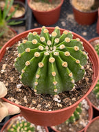 Rare Echinopsis Subdenudata Easter Lily Cactus | Live Succulent Plant #822
