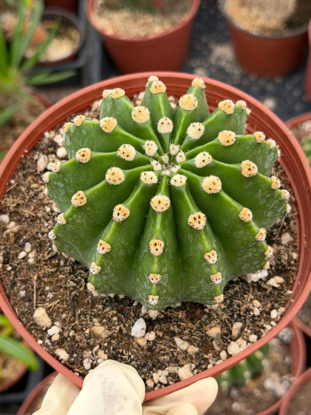 Rare Echinopsis Subdenudata Easter Lily Cactus | Live Succulent Plant #822
