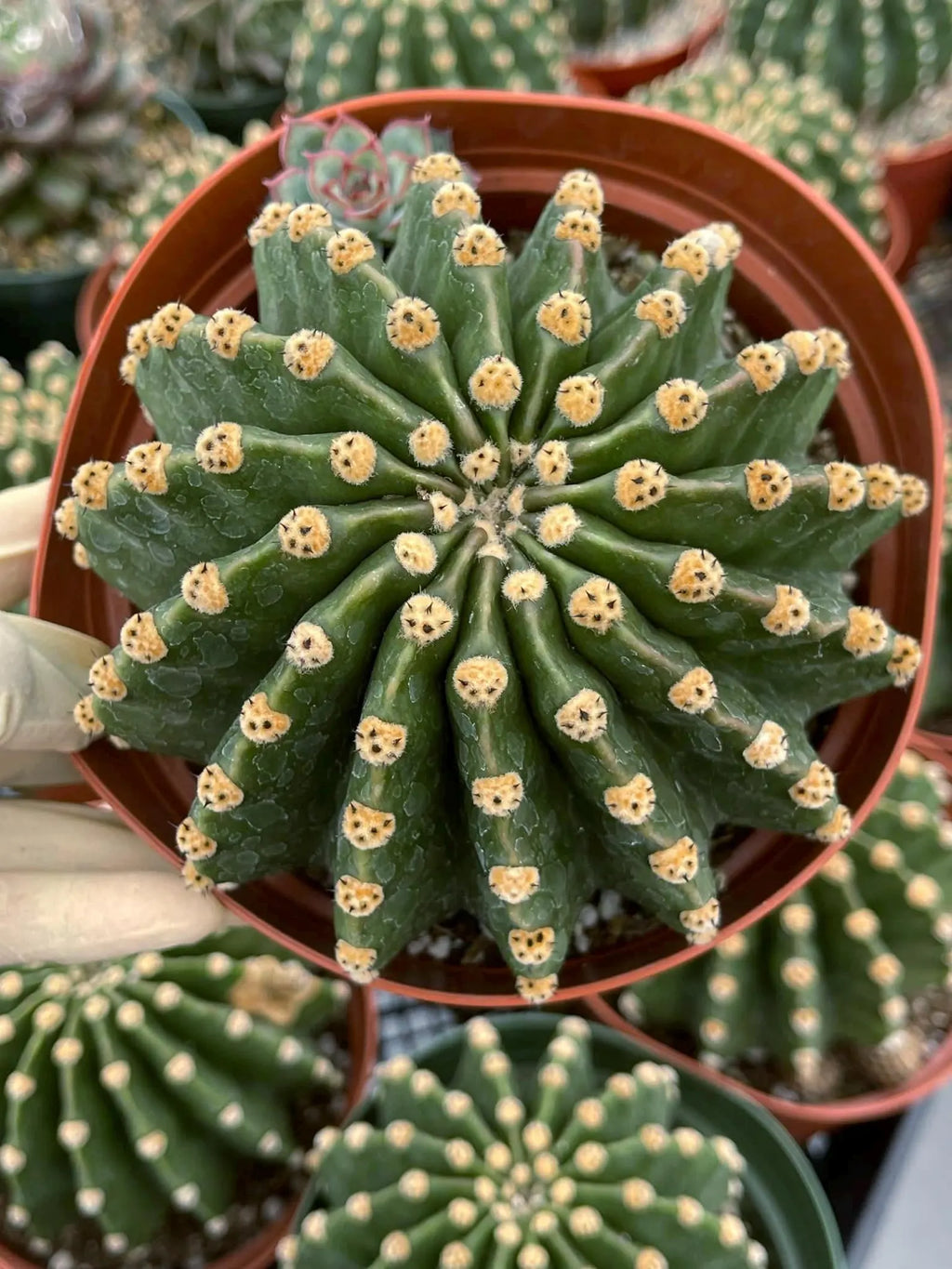 Rare Echinopsis Subdenudata Easter Lily Cactus | Live Succulent Plant #822