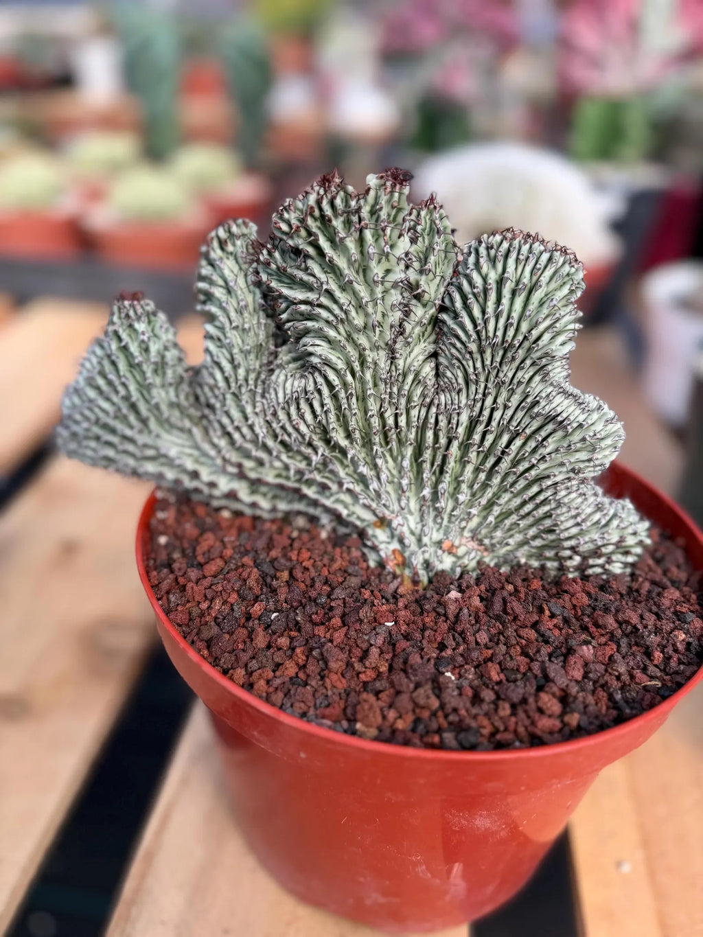 Crested Euphorbia Confinalis on Short Graft | Rare Succulent #877