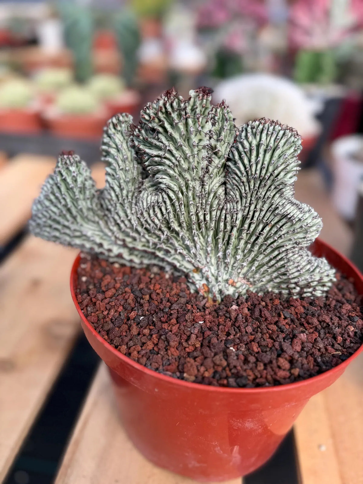 Crested Euphorbia Confinalis on Short Graft | Rare Succulent #877