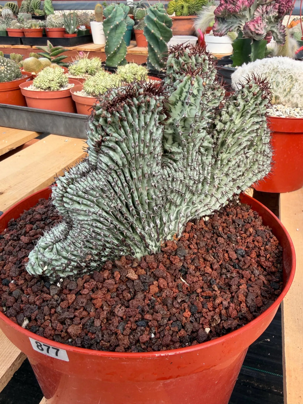 Crested Euphorbia Confinalis on Short Graft | Rare Succulent #877