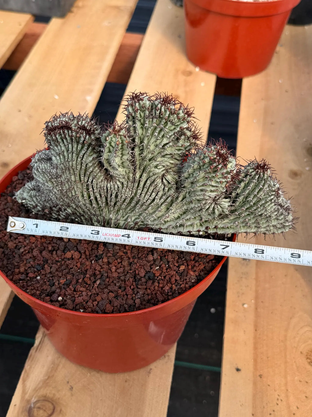 Crested Euphorbia Confinalis on Short Graft | Rare Succulent #877