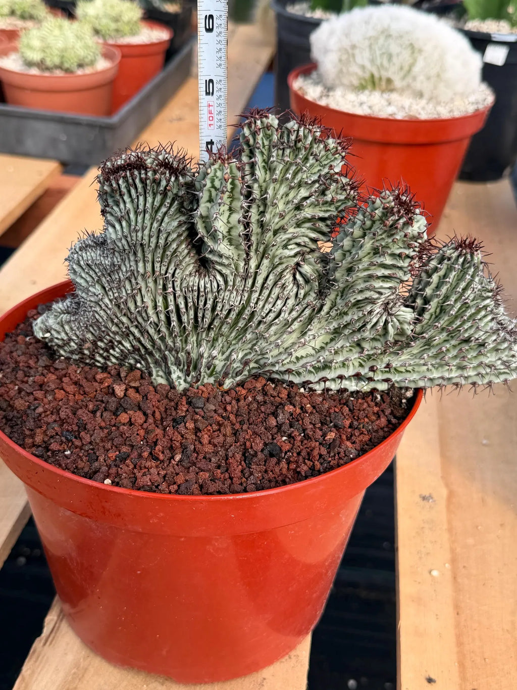 Crested Euphorbia Confinalis on Short Graft | Rare Succulent #877