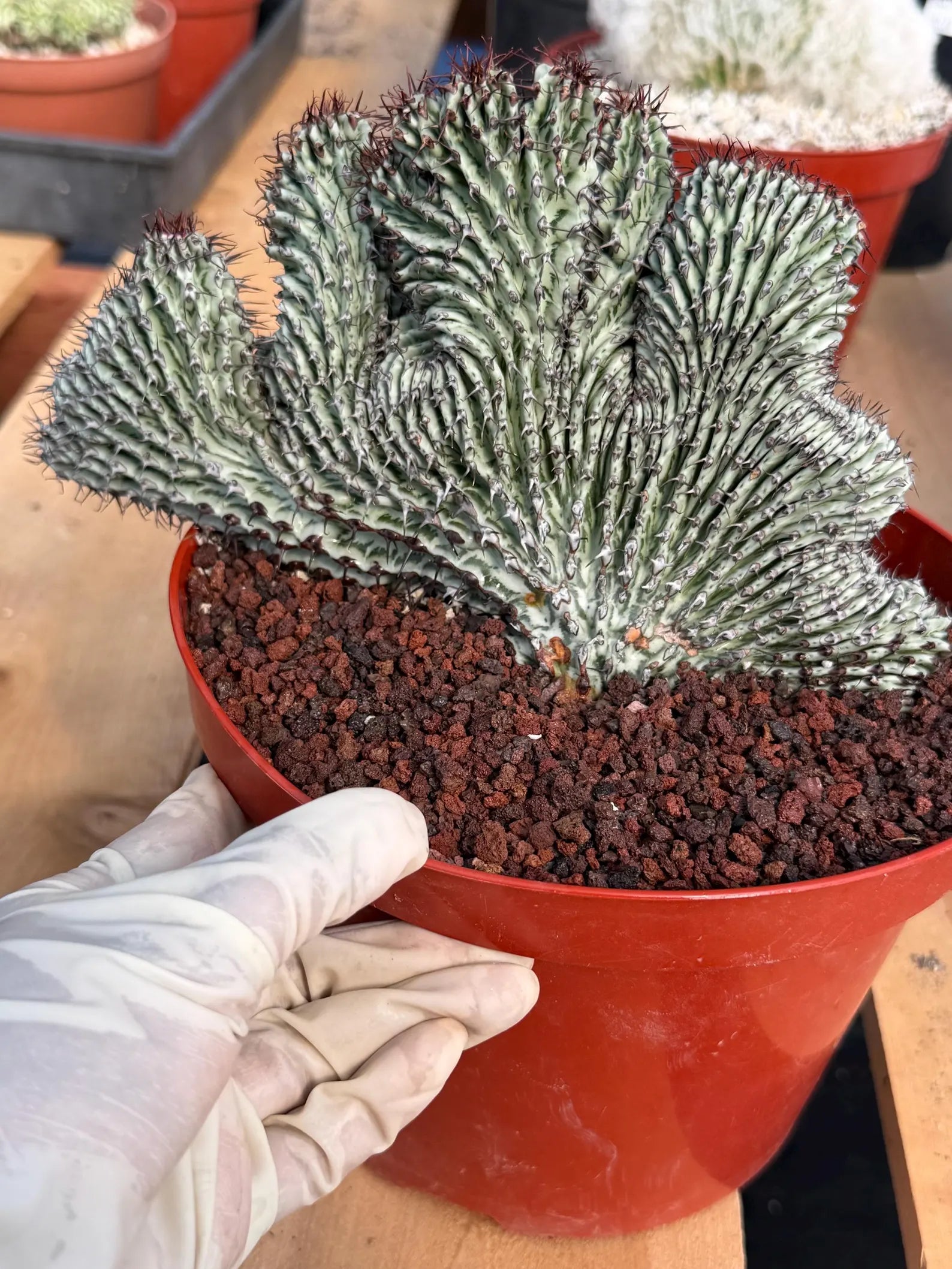Crested Euphorbia Confinalis on Short Graft | Rare Succulent #877