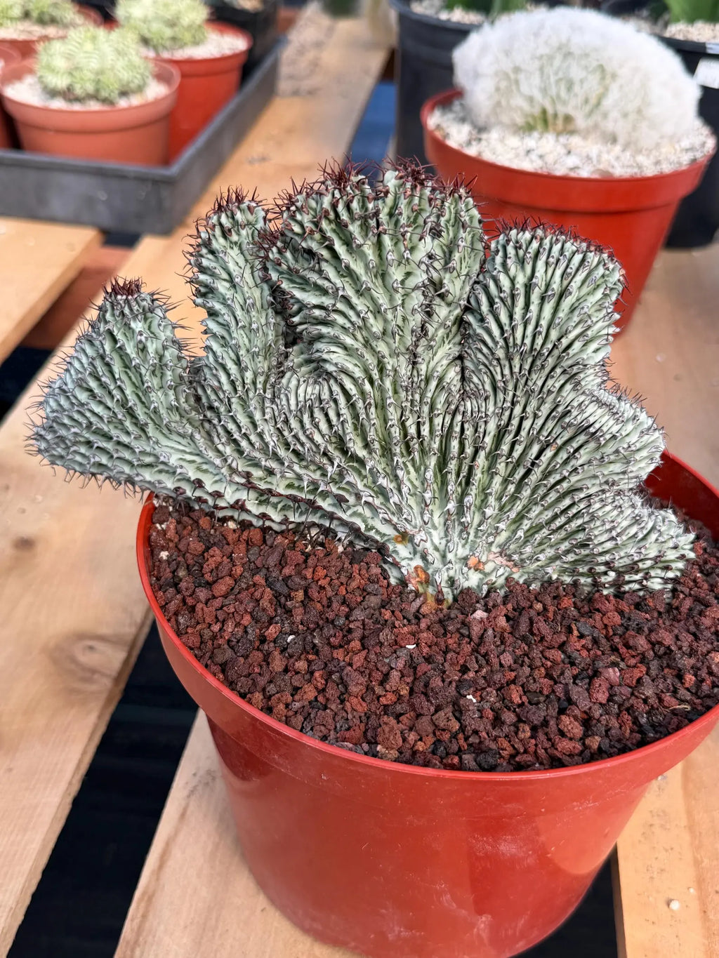 Crested Euphorbia Confinalis on Short Graft | Rare Succulent #877