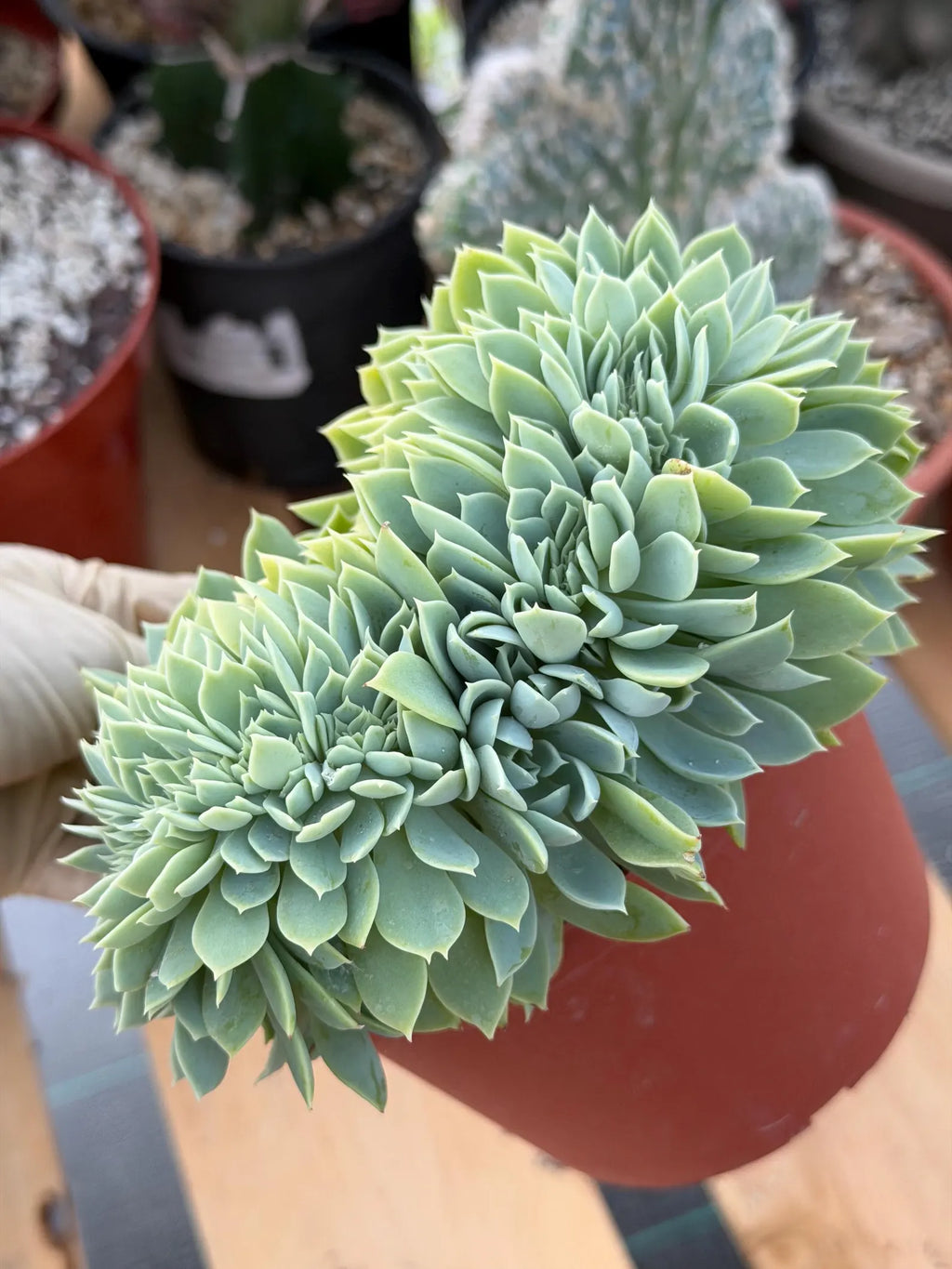 Crested Echeveria Blue Atoll | Rare Live Succulent Plant