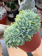 Crested Echeveria Blue Atoll | Rare Live Succulent Plant