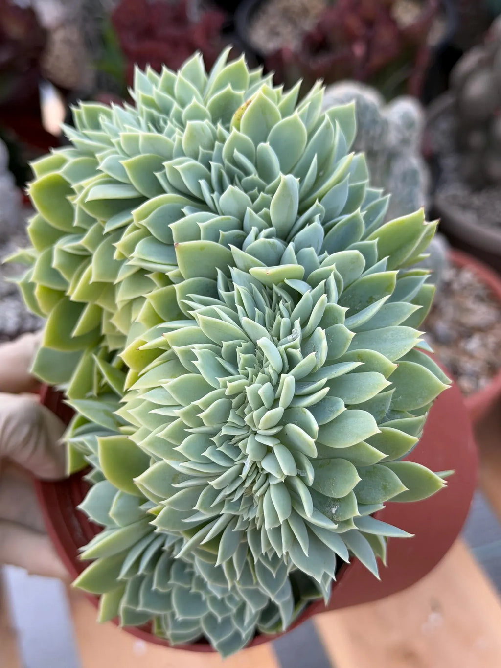 Crested Echeveria Blue Atoll | Rare Live Succulent Plant