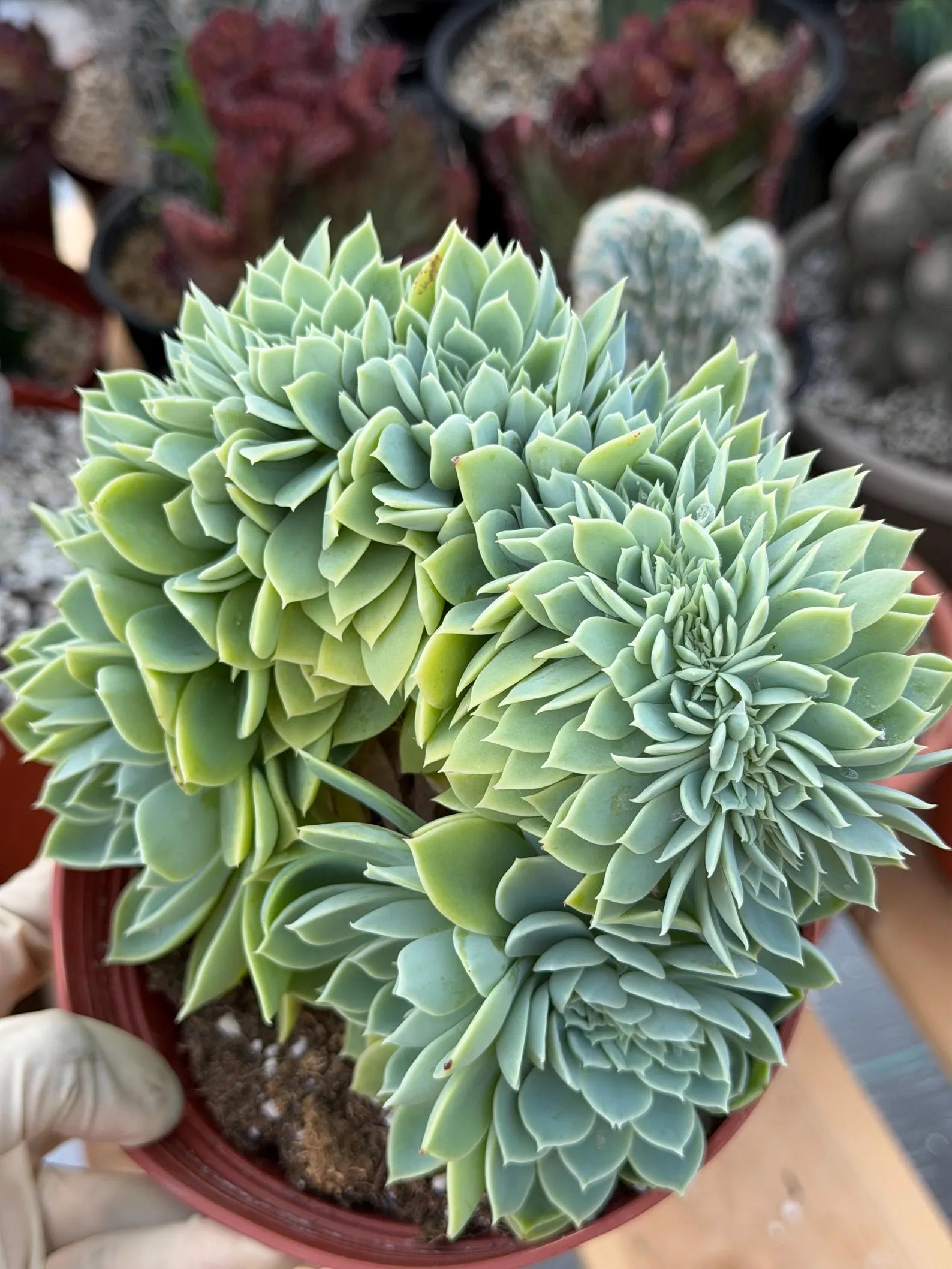 Crested Echeveria Blue Atoll | Rare Live Succulent Plant