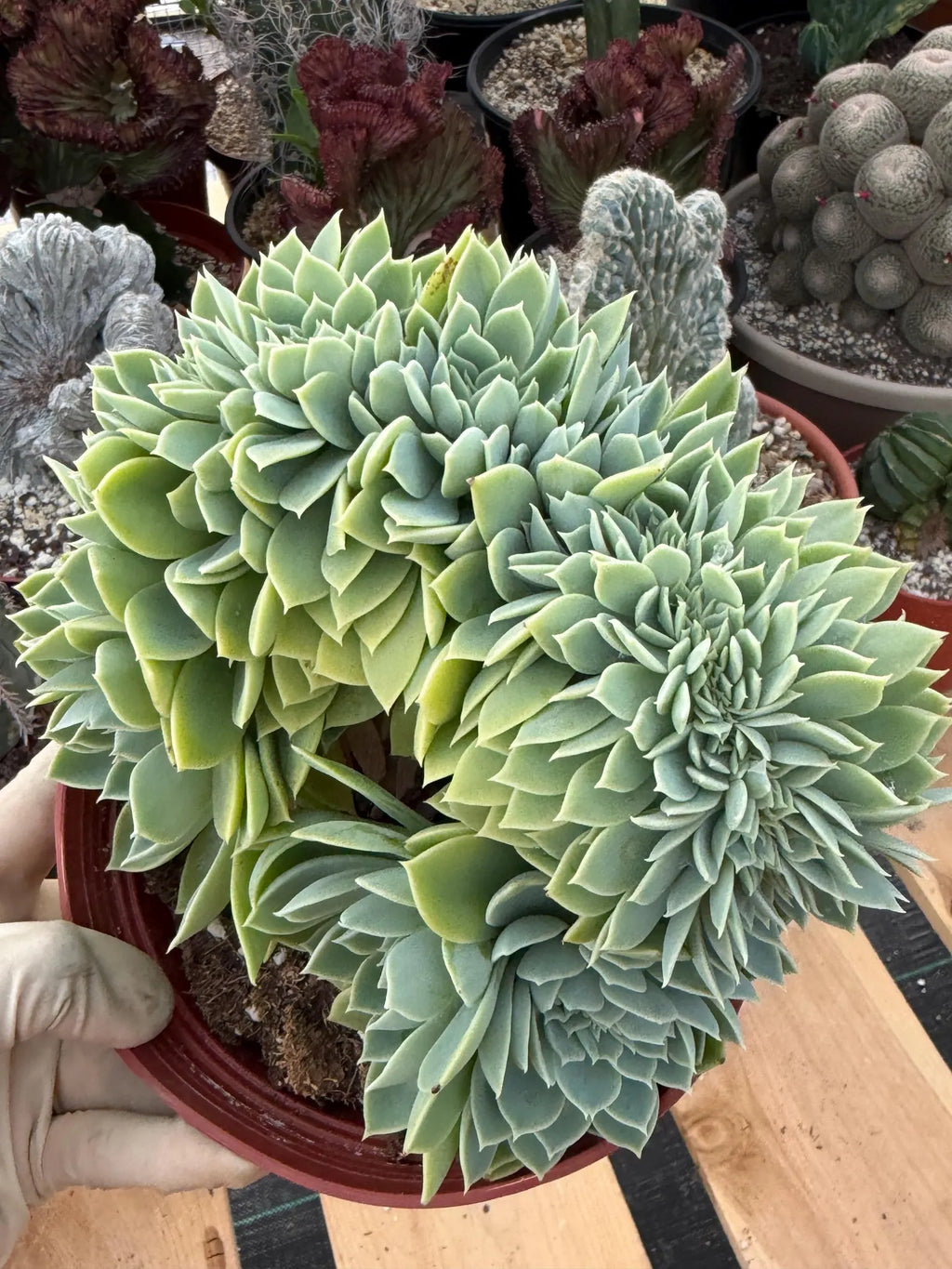 Crested Echeveria Blue Atoll | Rare Live Succulent Plant
