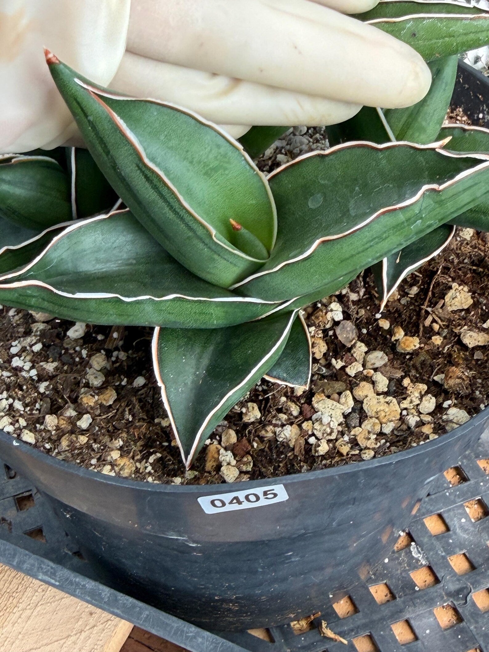 Sansevieria Samurai Dwarf | Live Snake Plant #405