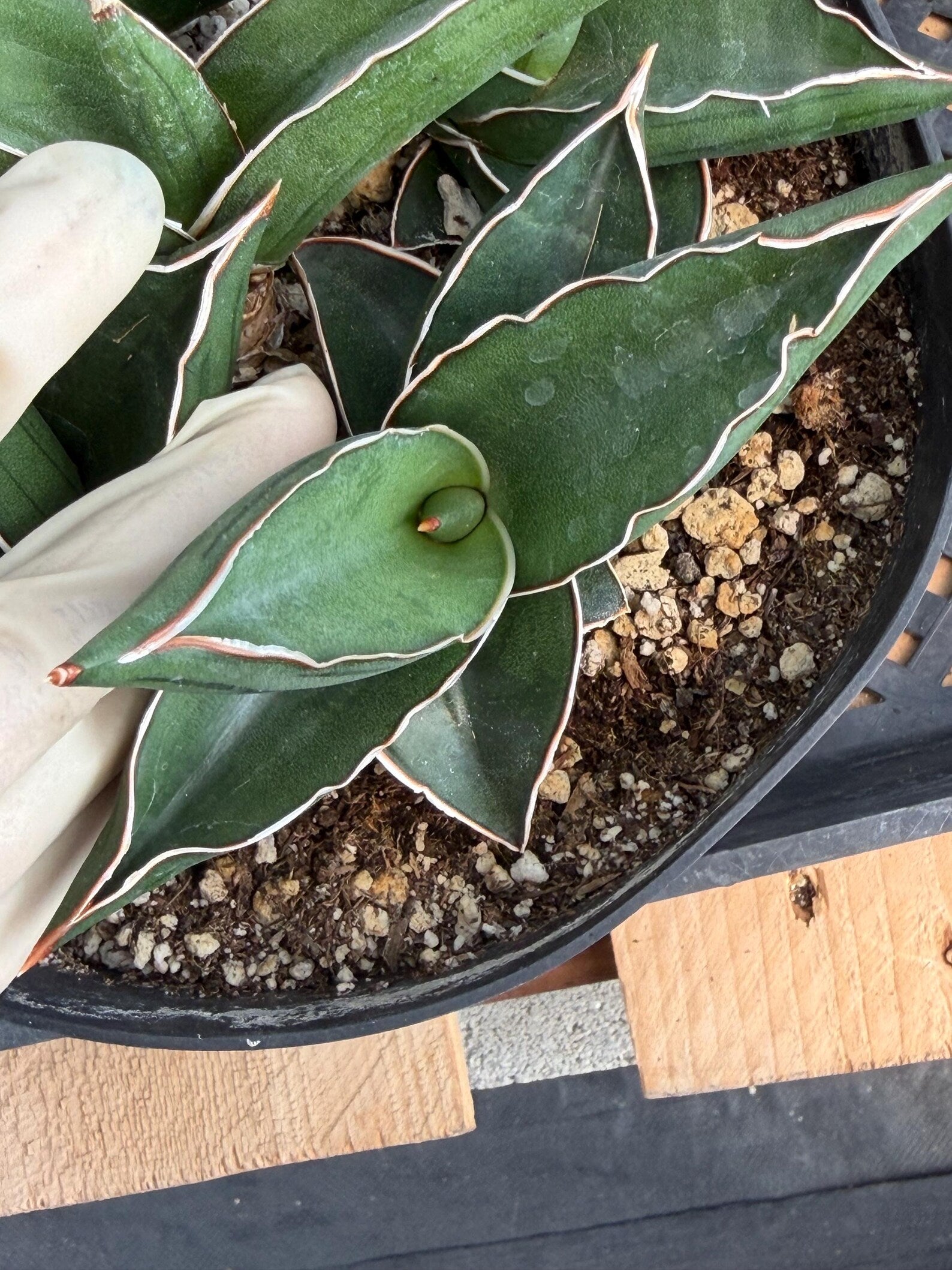 Sansevieria Samurai Dwarf | Live Snake Plant #405