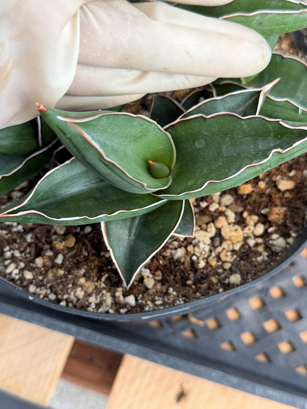 Sansevieria Samurai Dwarf | Live Snake Plant #405