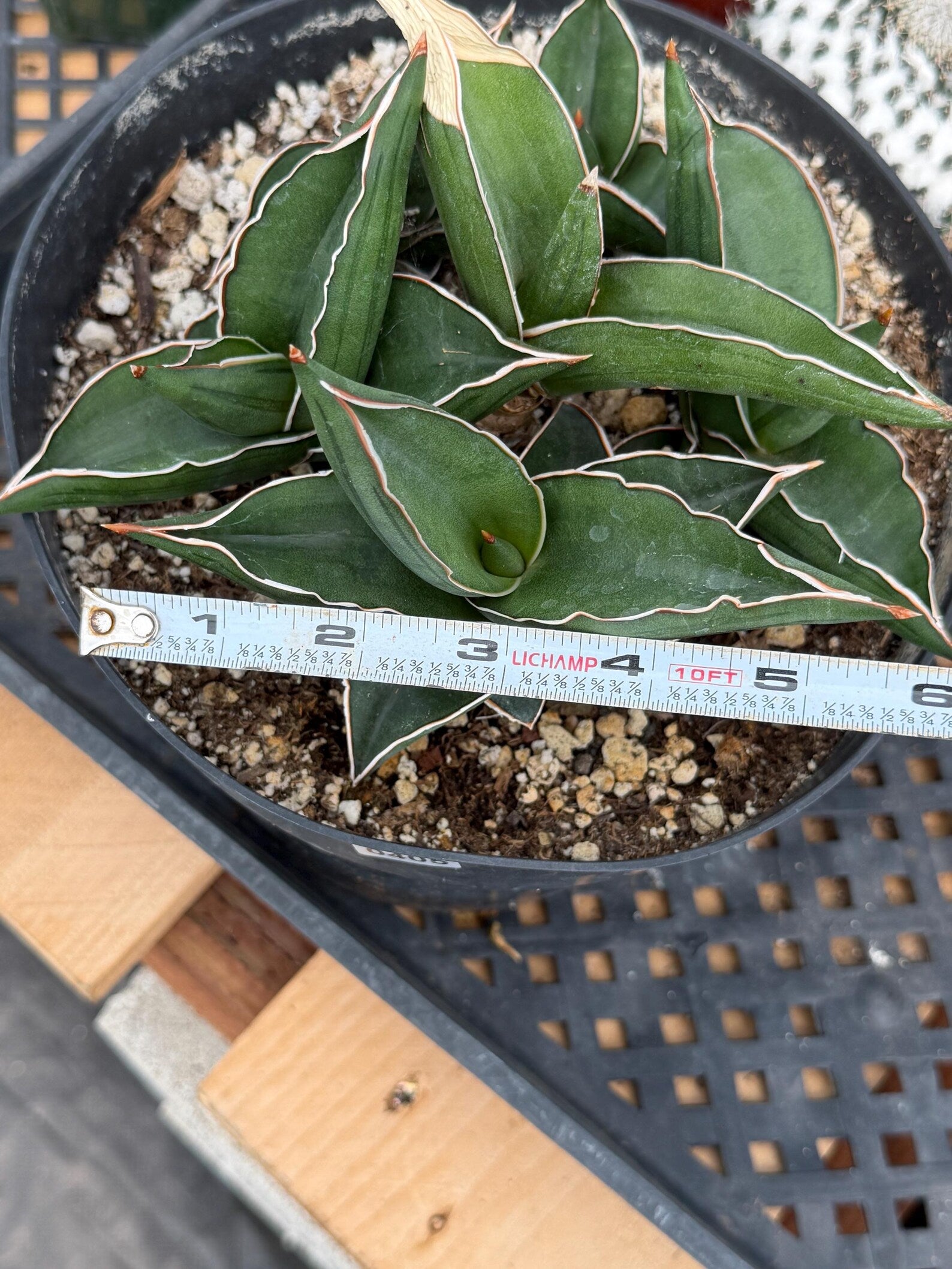 Sansevieria Samurai Dwarf | Live Snake Plant #405
