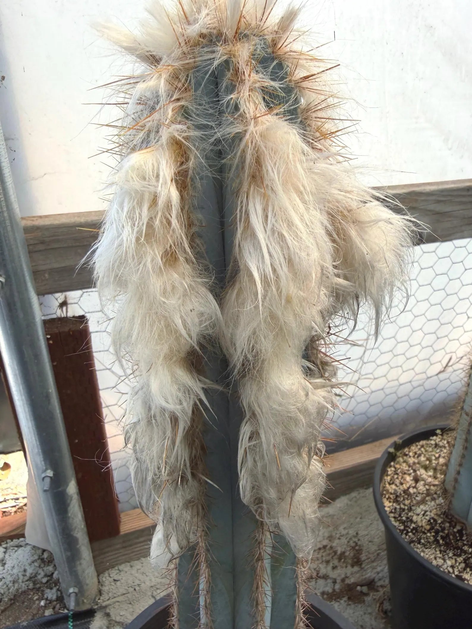 Blue Pilosocereus Pachycladus | Rooted Cutting