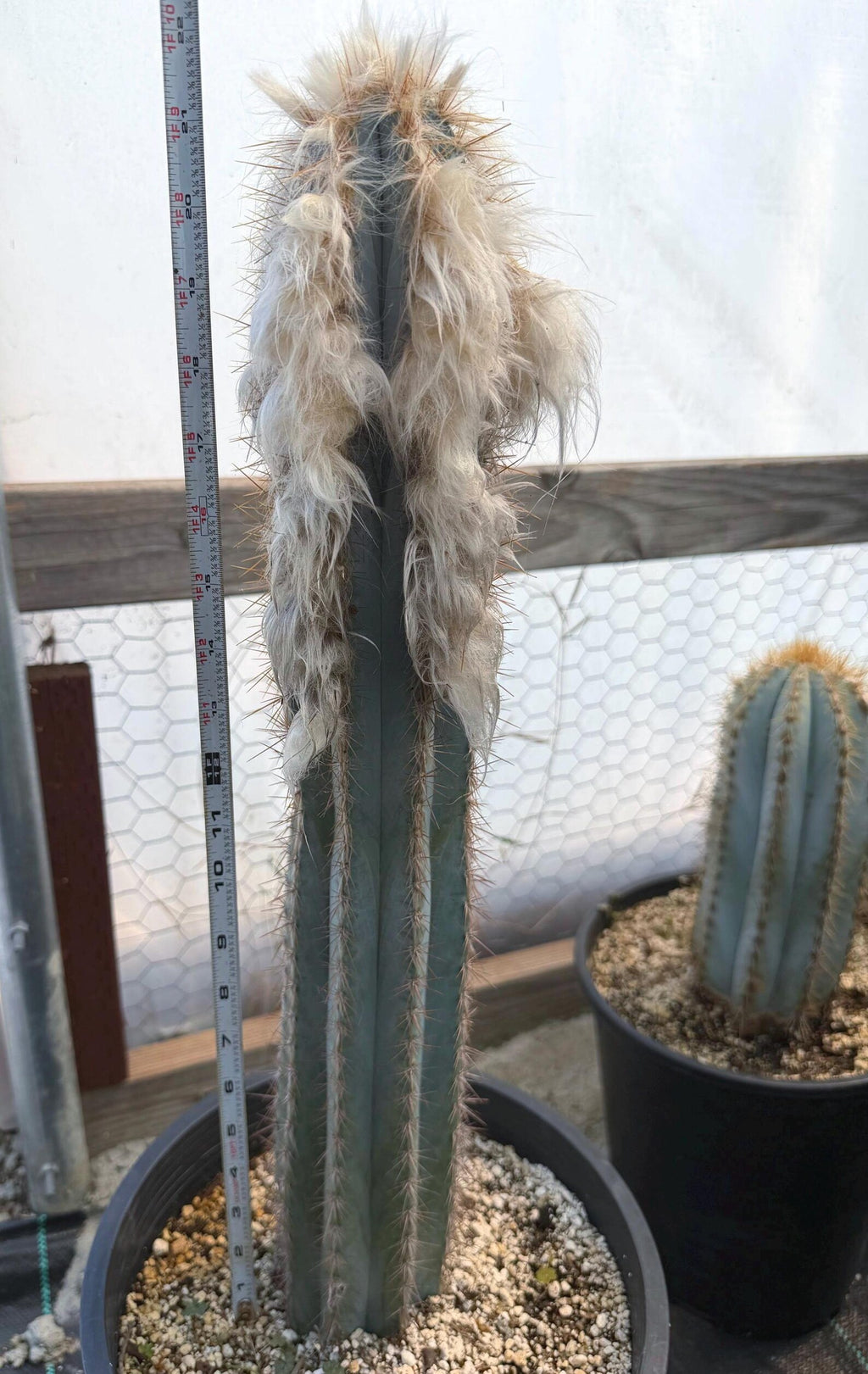 Blue Pilosocereus Pachycladus | Rooted Cutting