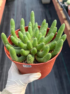 Euphorbia Medusa Inermis | Rare Live Succulent #326