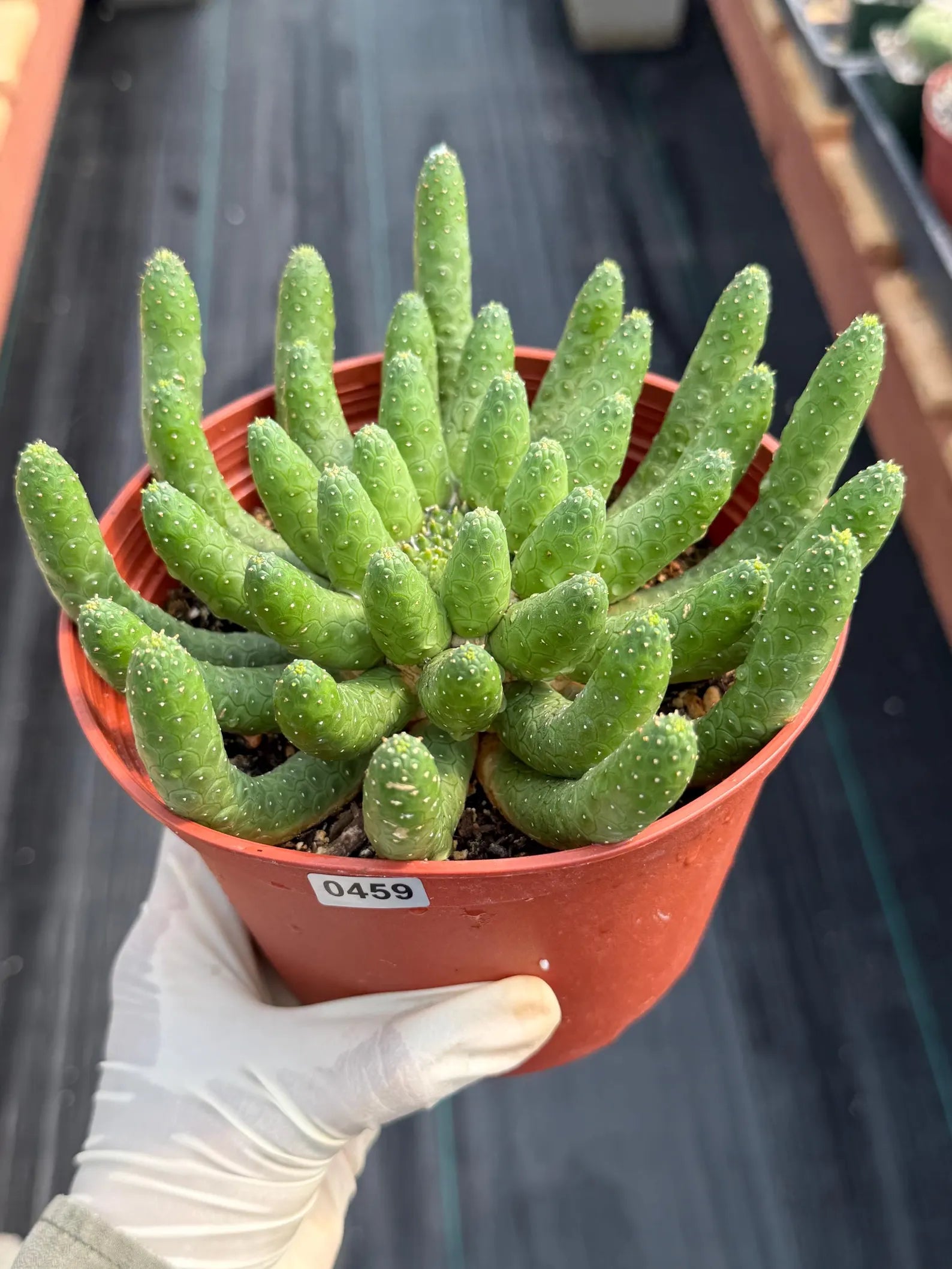 Euphorbia Medusa Inermis | Rare Live Succulent #326