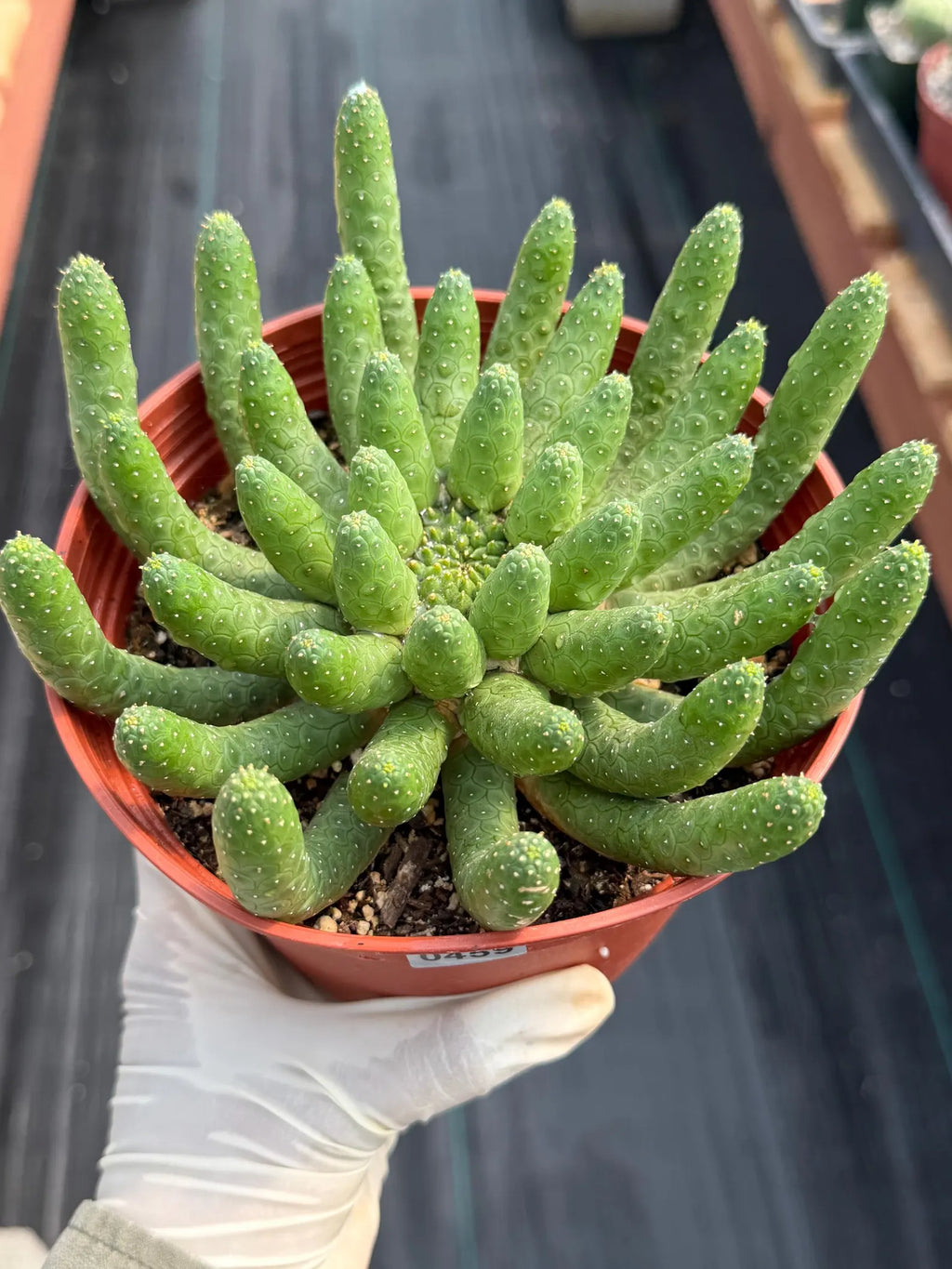 Euphorbia Medusa Inermis | Rare Live Succulent #326