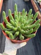 Euphorbia Medusa Inermis | Rare Live Succulent #326