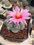 Thelocactus Hexaedrophorus Rare Blue Cactus | Live Collector Plant #389