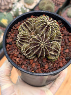 Gymnocalycium LB2178 Cluster | Rare Live Cactus | Collector Cactus | Exact Plant #385