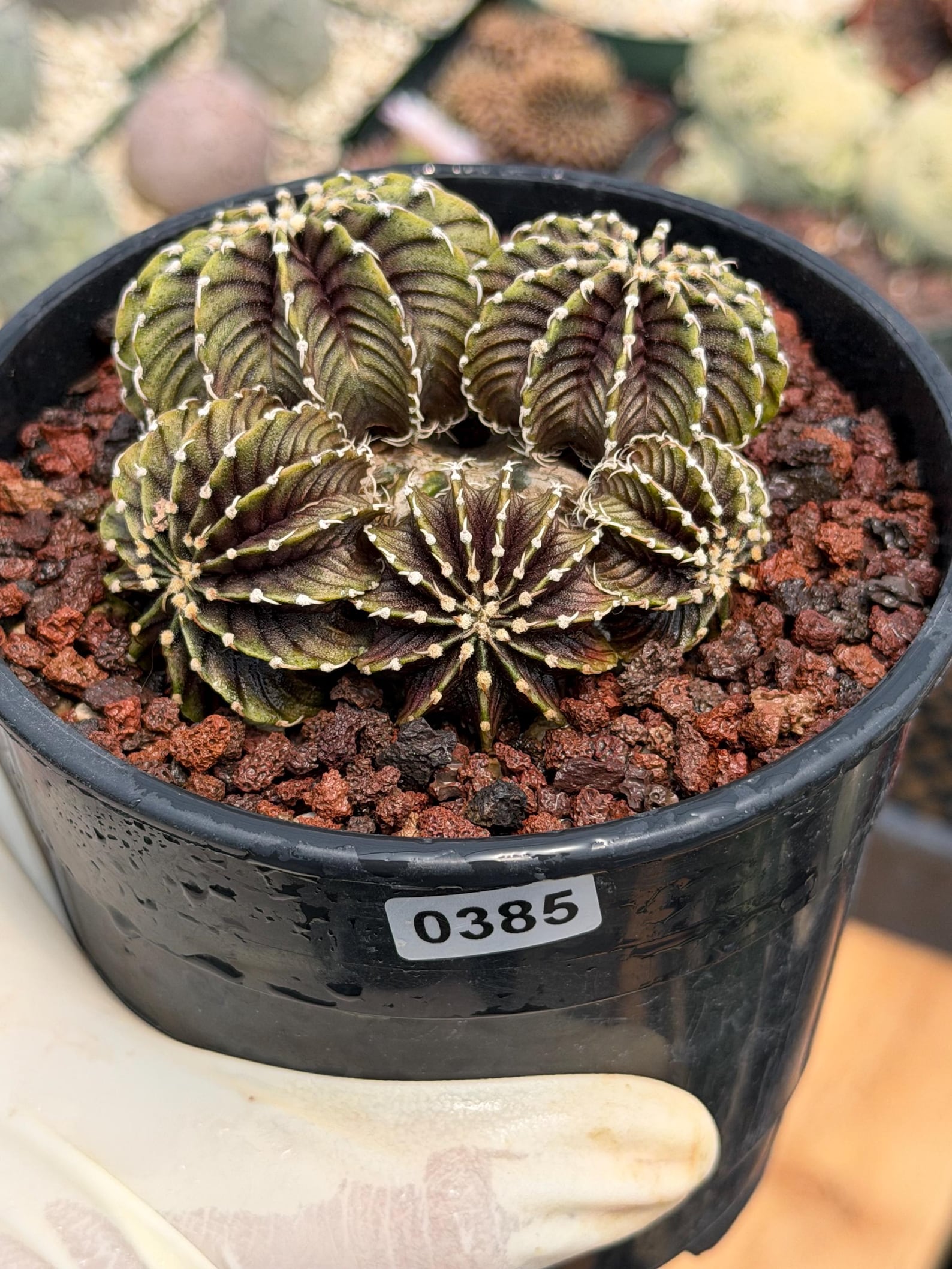 Gymnocalycium LB2178 Cluster | Rare Live Cactus | Collector Cactus | Exact Plant #385