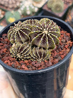Gymnocalycium LB2178 Cluster | Rare Live Cactus | Collector Cactus | Exact Plant #385