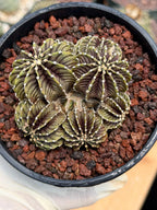 Gymnocalycium LB2178 Cluster | Rare Live Cactus | Collector Cactus | Exact Plant #385