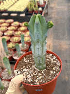 Blue Myrtle Cactus with Pups #271 | Rare Live Blue Cactus