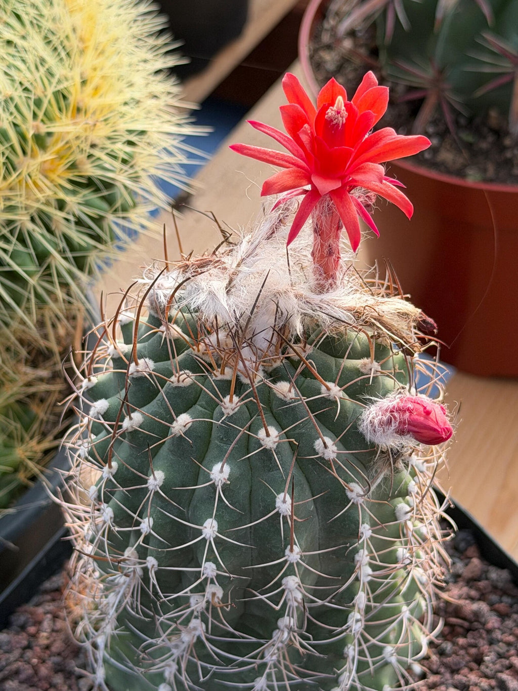 Variegated Matucana Madisoniorum Red Flower Cactus #428