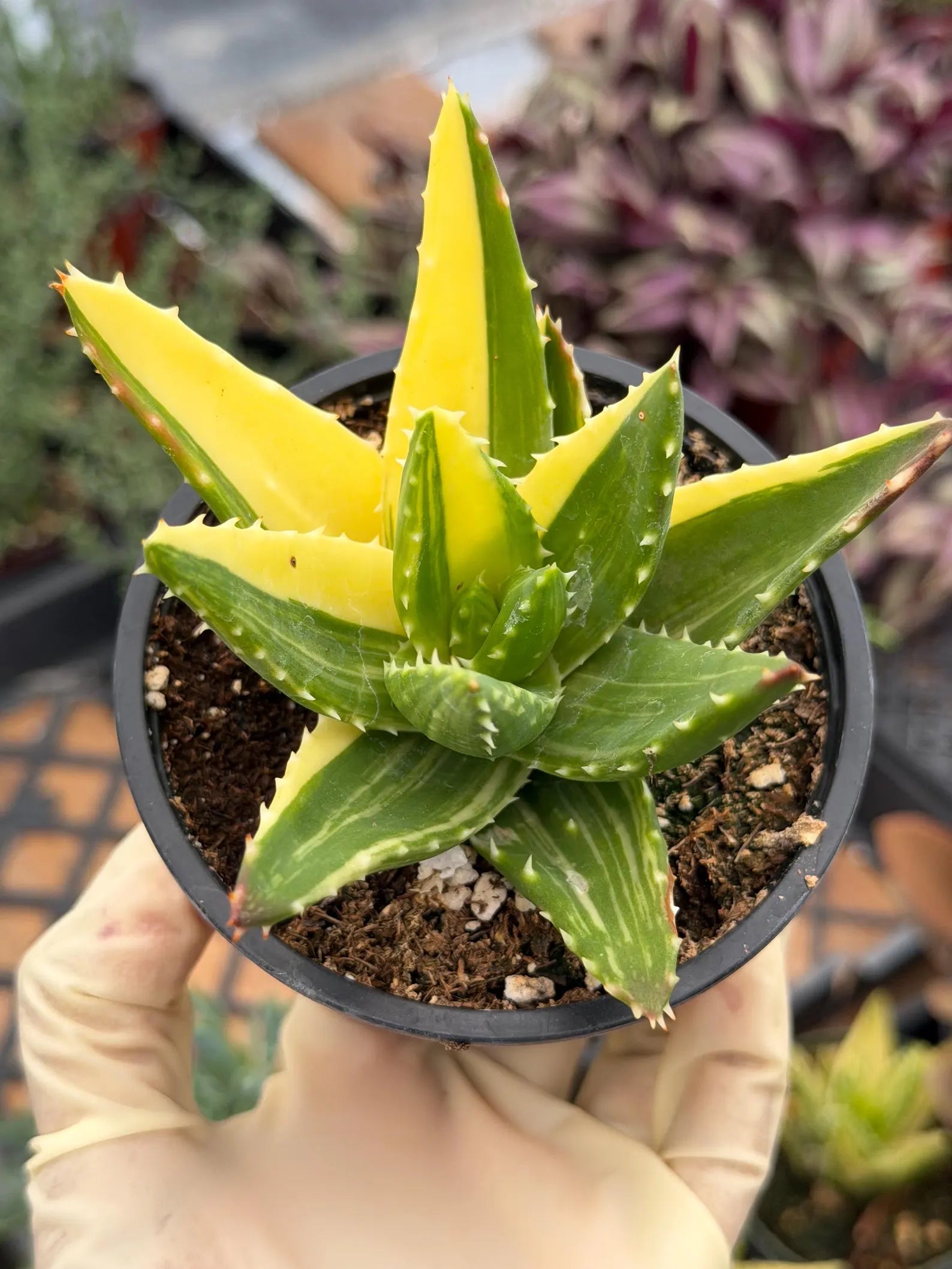 Variegated Aloe Nobilis with Pups | Large Rare Live Succulent Plant