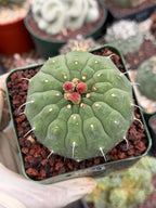 Matucana madisoniorum Orange Flower Live Cactus | Rare Collector Plant #166