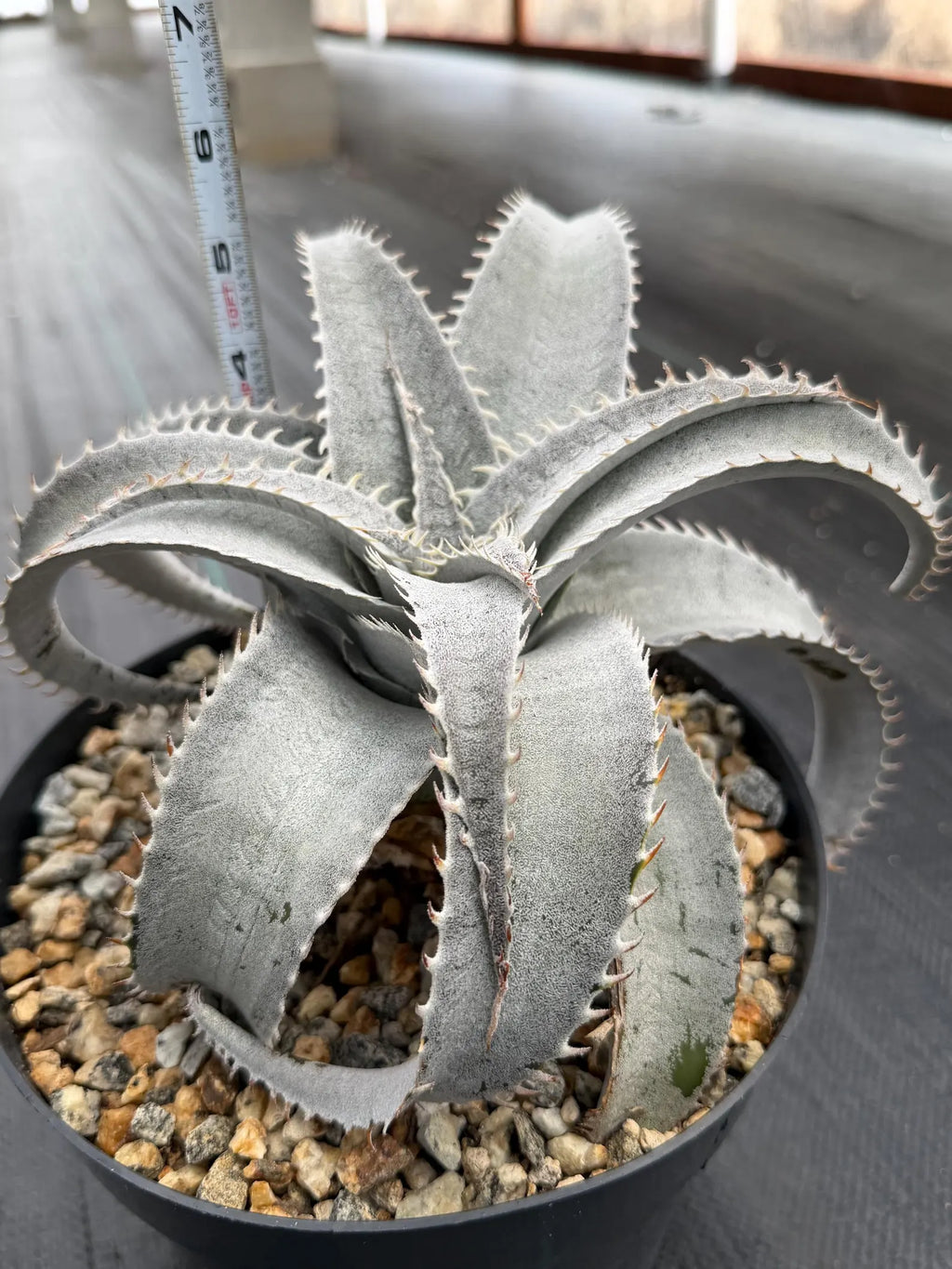 Dyckia Hybrid White Form Rare Live Plant