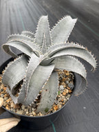 Dyckia Hybrid White Form Rare Live Plant