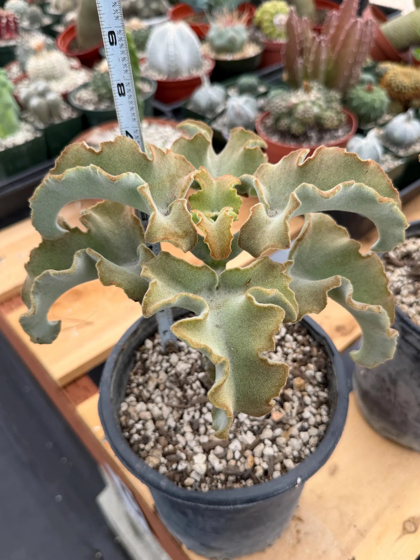 Kalanchoe Beharensis Maltese Cross | Rare Collector Succulent