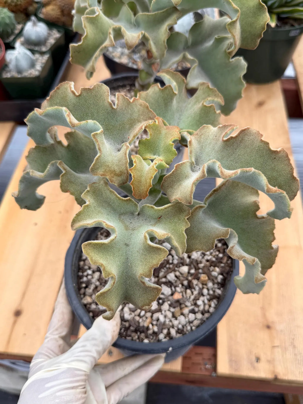 Kalanchoe Beharensis Maltese Cross | Rare Collector Succulent