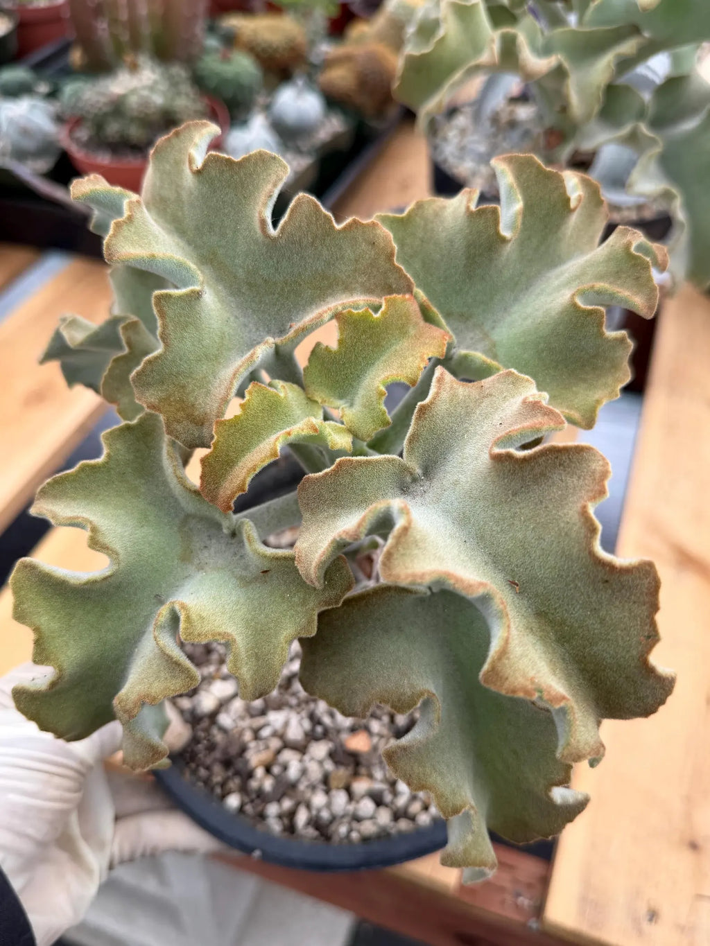 Kalanchoe Beharensis Maltese Cross | Rare Collector Succulent