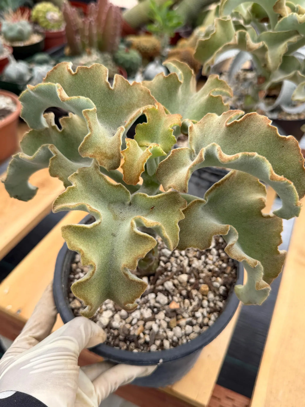 Kalanchoe Beharensis Maltese Cross | Rare Collector Succulent