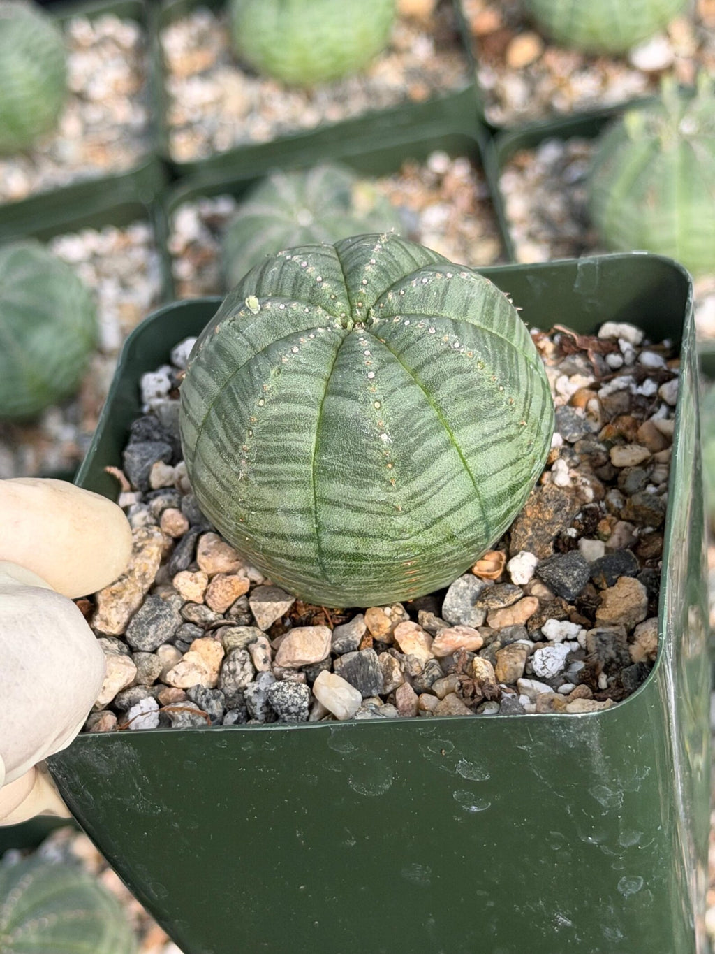 Euphorbia Obesa Set | Rare Seed Grown Succulent Live Plant | 3.5 Inch