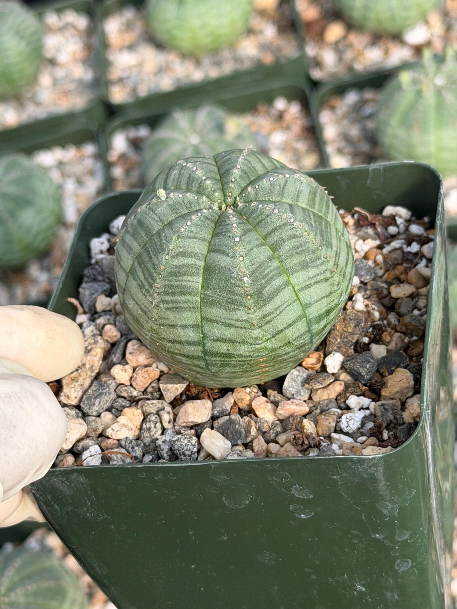 Euphorbia Obesa Set | Rare Seed Grown Succulent Live Plant | 3.5 Inch