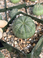 Euphorbia Obesa Set | Rare Seed Grown Succulent Live Plant | 3.5 Inch