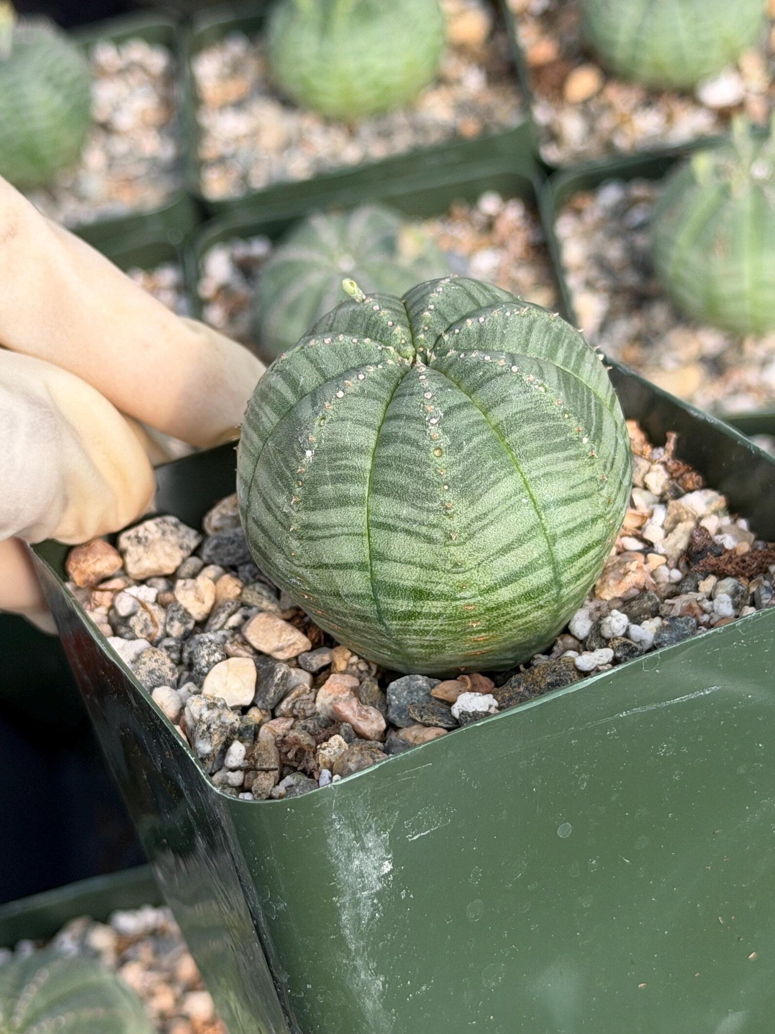 Euphorbia Obesa Set | Rare Seed Grown Succulent Live Plant | 3.5 Inch