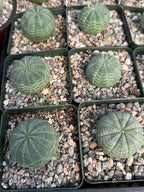 Euphorbia Obesa Set | Rare Seed Grown Succulent Live Plant | 3.5 Inch