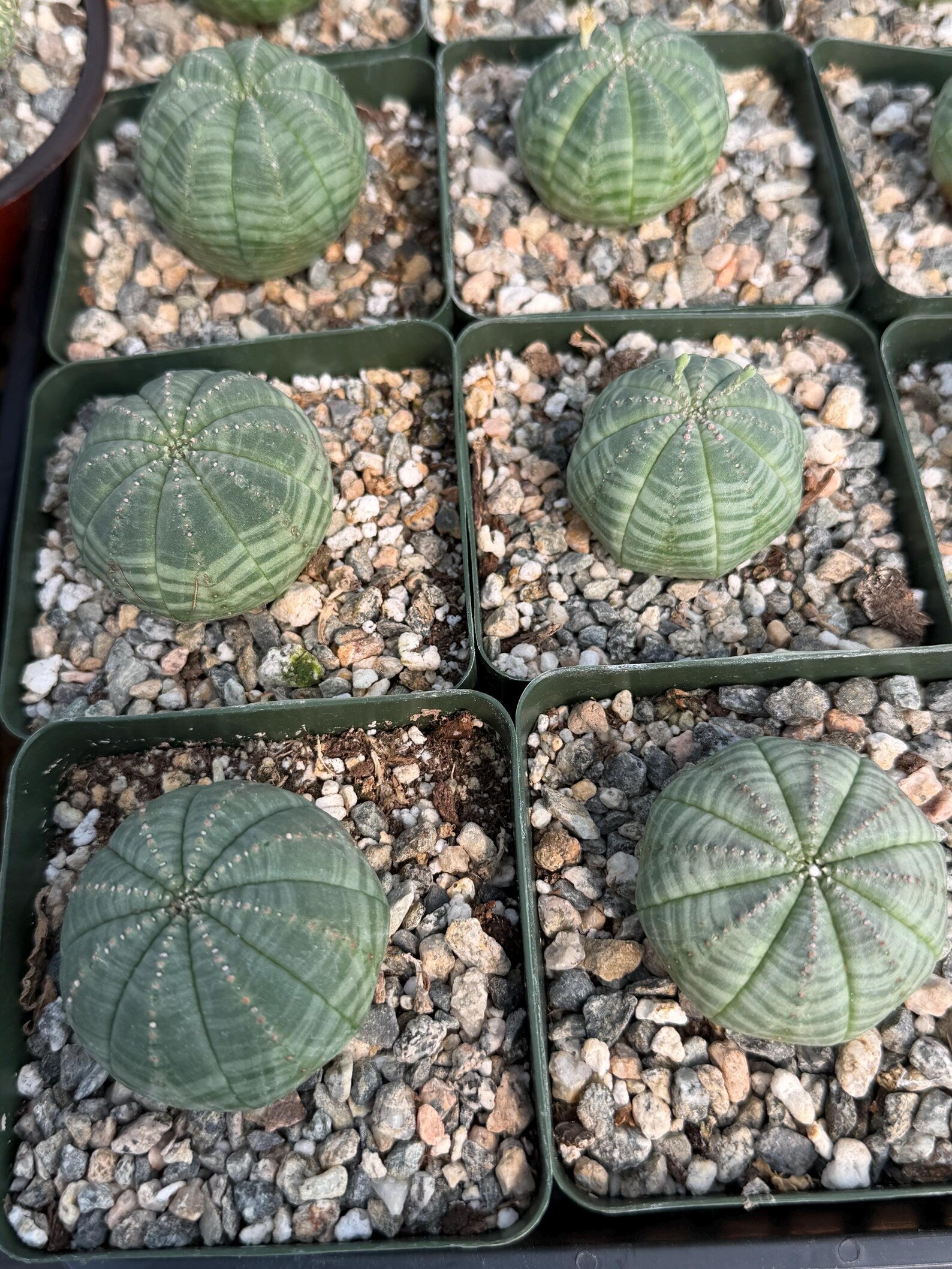 Euphorbia Obesa Set | Rare Seed Grown Succulent Live Plant | 3.5 Inch