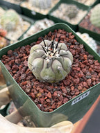 Copiapoa Cinerea Rare Collector Cactus | Seed Grown Desert Plant #414