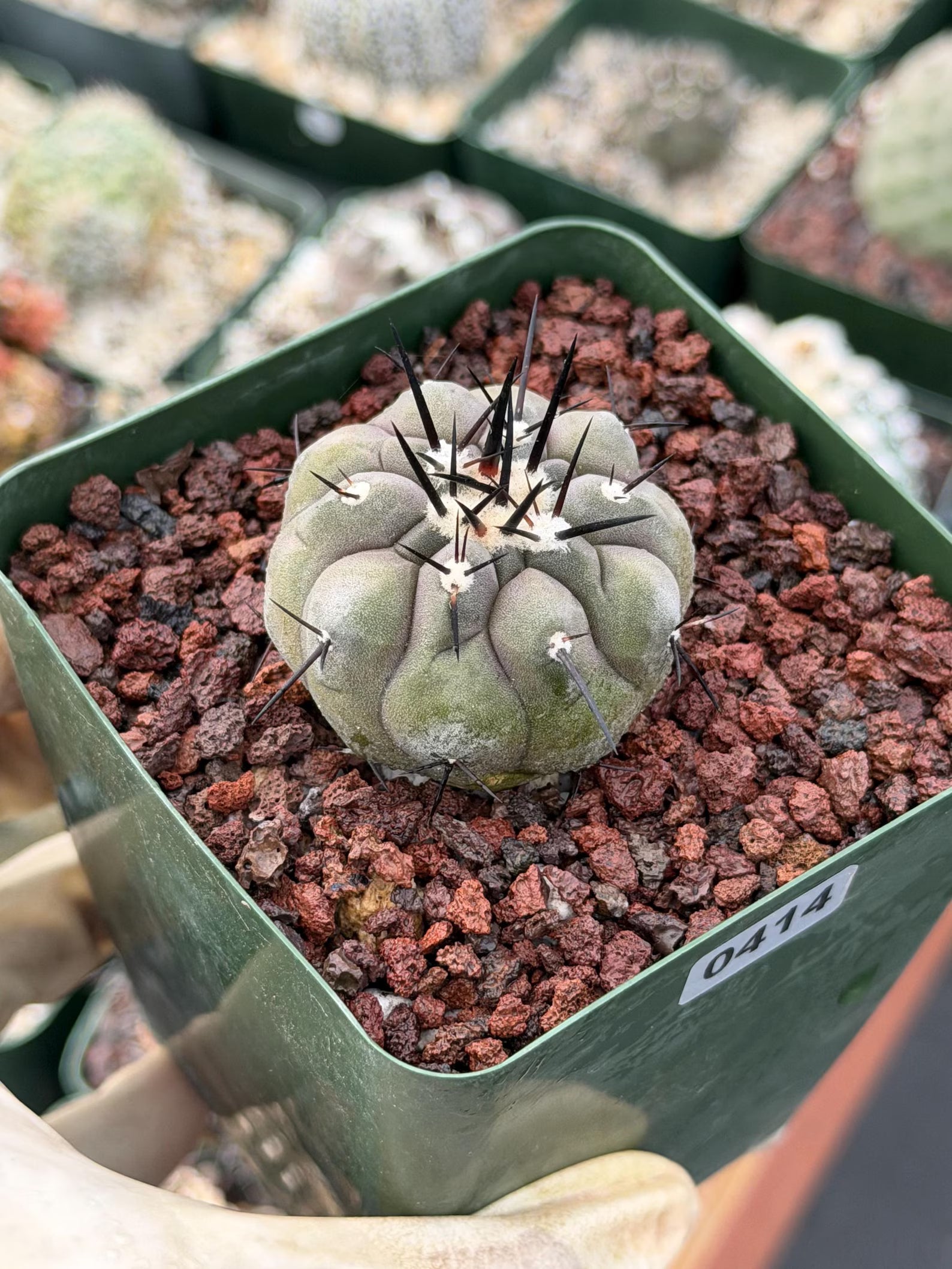 Copiapoa Cinerea Rare Collector Cactus | Seed Grown Desert Plant #414