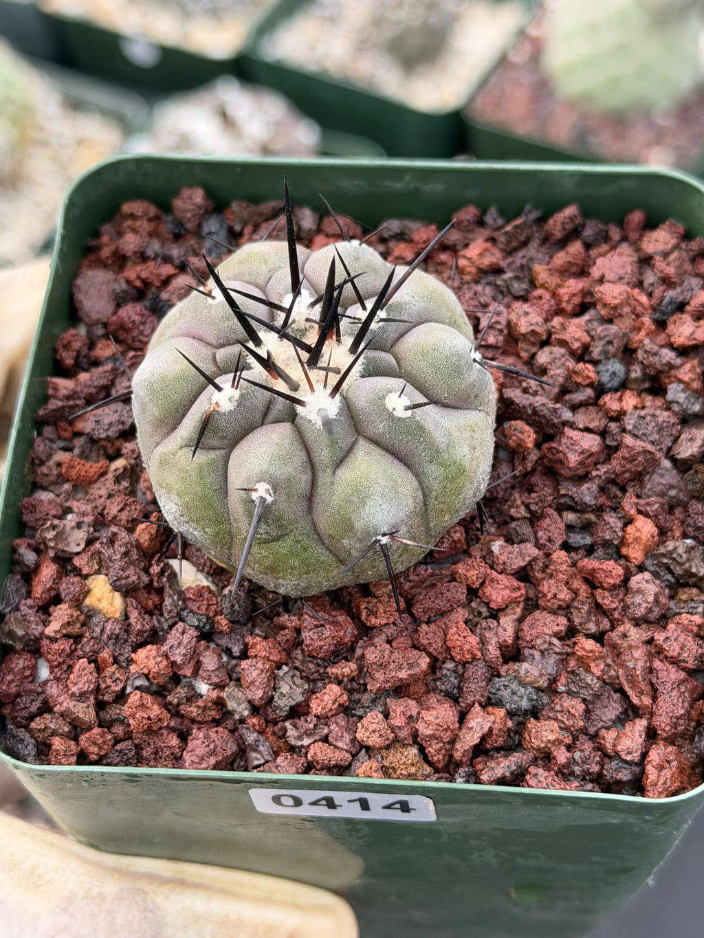 Copiapoa Cinerea Rare Collector Cactus | Seed Grown Desert Plant #414