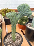 Crested Blue Myrtle Cactus | Rare Myrtillocactus Specimen
